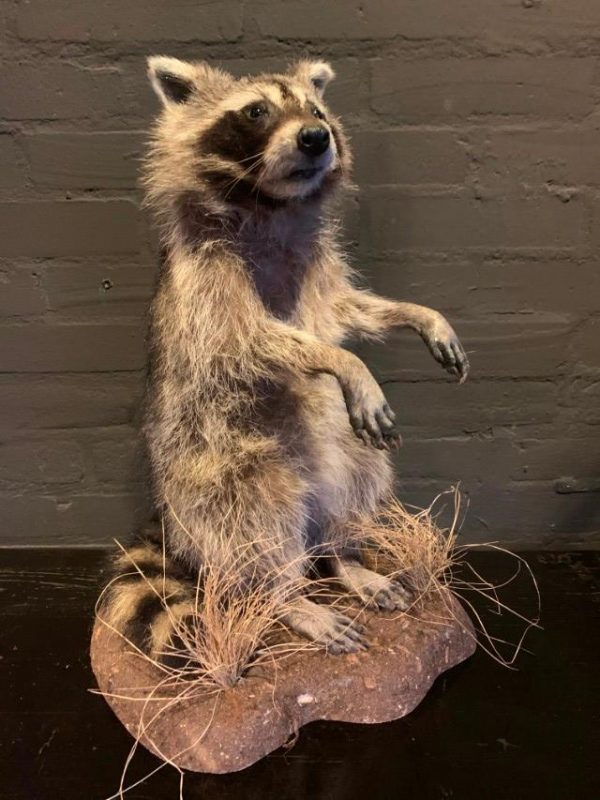 Recently made taxidermy raccoon