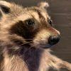 Recently made taxidermy raccoon