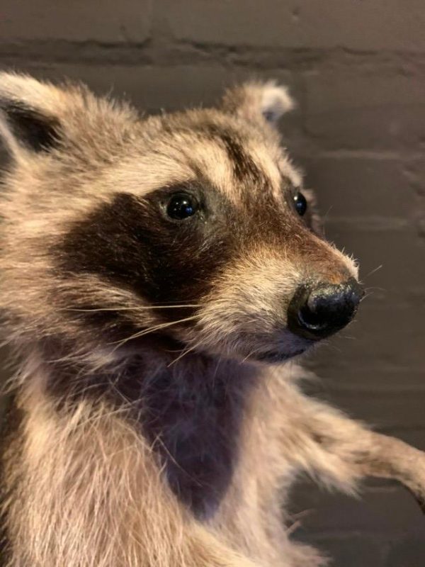 Recently made taxidermy raccoon