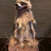 Recently made taxidermy raccoon