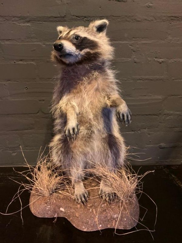 Recently made taxidermy raccoon