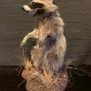 Recently made taxidermy raccoon