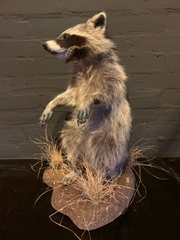 Recently made taxidermy raccoon