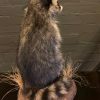 Recently made taxidermy raccoon