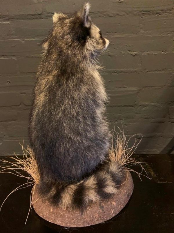 Recently made taxidermy raccoon