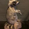 Recently made taxidermy raccoon