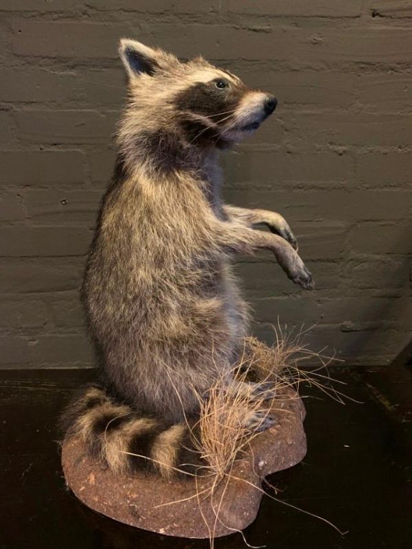 Recently made taxidermy raccoon