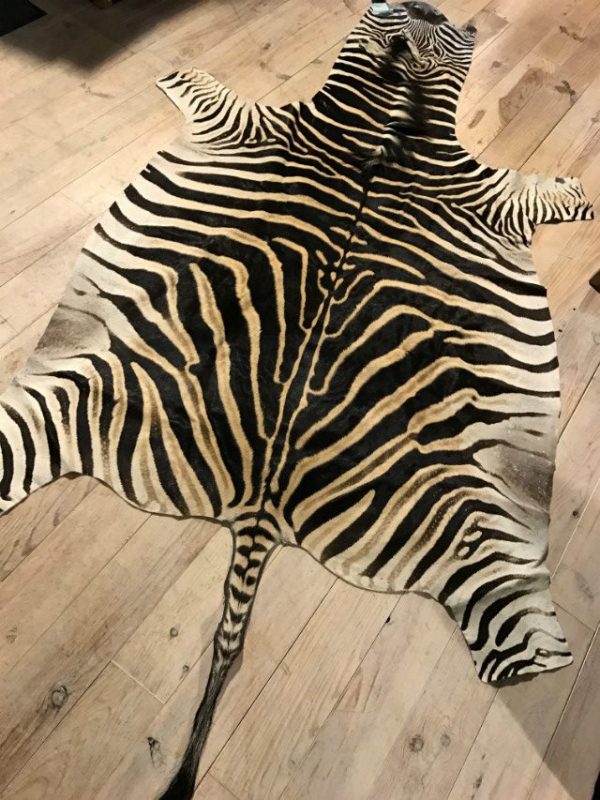 Freshly tanned zebra skins