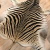 Frisch gegerbte Zebrafelle