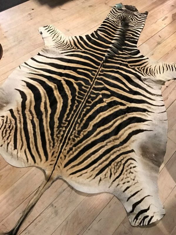 Freshly tanned zebra skins