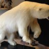 Neue ausgestopfter Alaskan Rotfuchs
