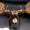 Giant hunting trophy of a Canadian (Yukon) moose