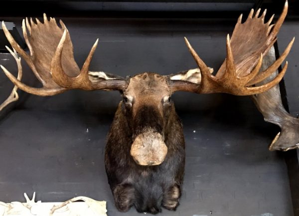 Giant hunting trophy of a Canadian (Yukon) moose