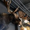 Giant hunting trophy of a Canadian (Yukon) moose