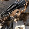 Giant hunting trophy of a Canadian (Yukon) moose