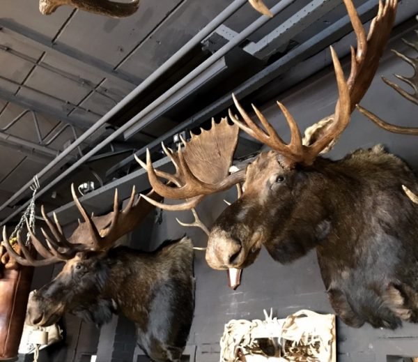 Giant hunting trophy of a Canadian (Yukon) moose