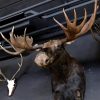 Giant hunting trophy of a Canadian (Yukon) moose