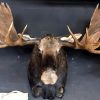 Giant hunting trophy of a Canadian (Yukon) moose