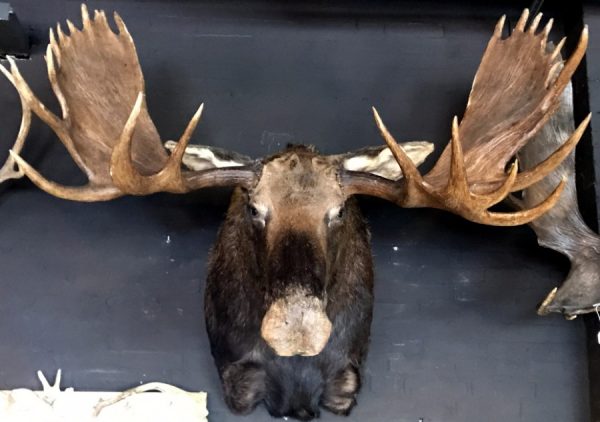 Giant hunting trophy of a Canadian (Yukon) moose