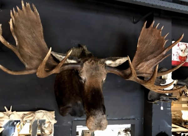 Giant hunting trophy of a Canadian (Yukon) moose