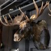 Giant hunting trophy of a Canadian (Yukon) moose