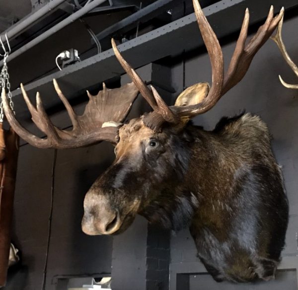 Giant hunting trophy of a Canadian (Yukon) moose