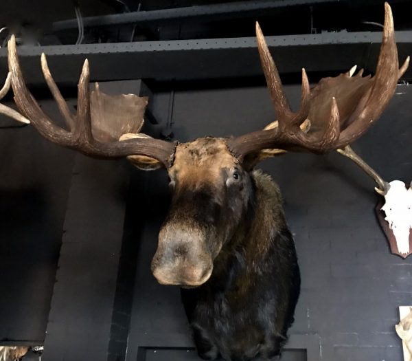 Giant hunting trophy of a Canadian (Yukon) moose