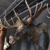 Giant hunting trophy of a Canadian (Yukon) moose