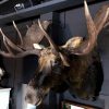 Giant hunting trophy of a Canadian (Yukon) moose