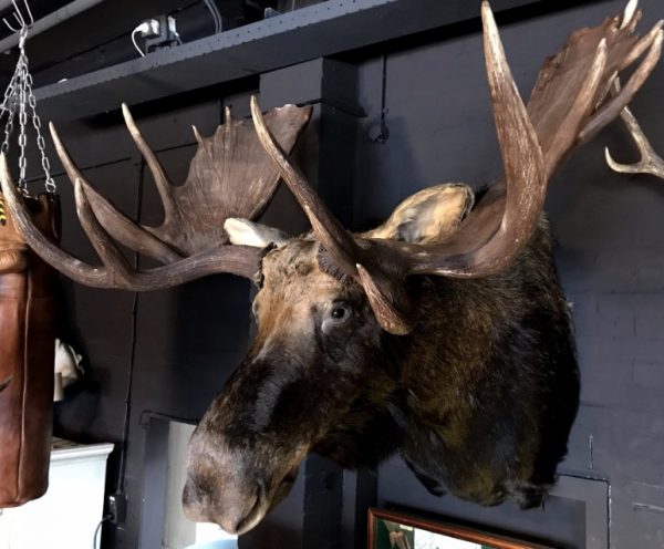 Gigantische opgezette kop van een canadese (Yukon) eland