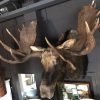 Giant hunting trophy of a Canadian (Yukon) moose