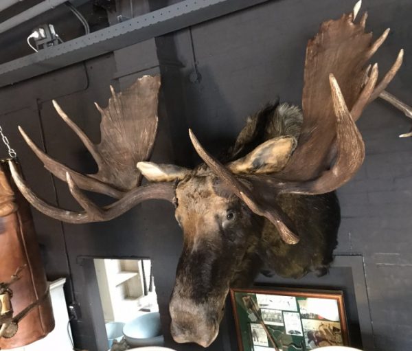 Giant hunting trophy of a Canadian (Yukon) moose