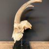 Large mouflon skull on base.