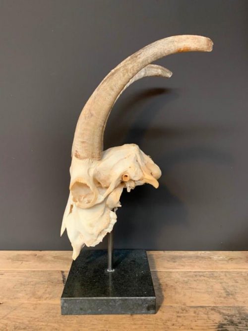 Goat skull on base.