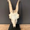 Goat skull on base.