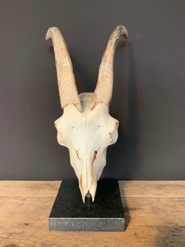 Goat skull on base.