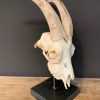 Goat skull on base.