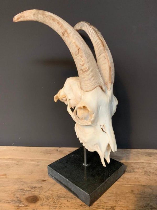 Goat skull on base.