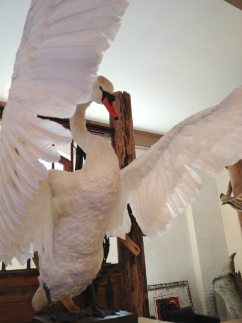 Graceful and impressive stuffed white swan.