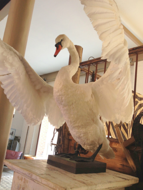 Graceful and impressive stuffed white swan.