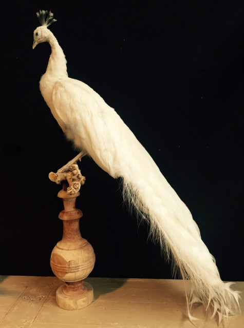 Gracefully stuffed white peacock