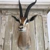 Grand Gazelle head