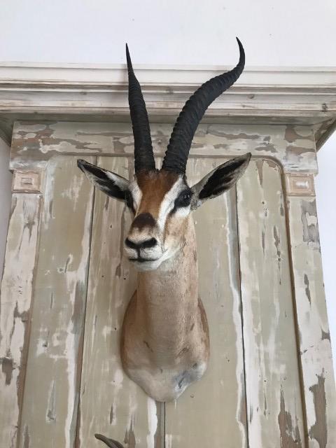 Grand Gazelle head
