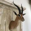 Grand Gazelle head