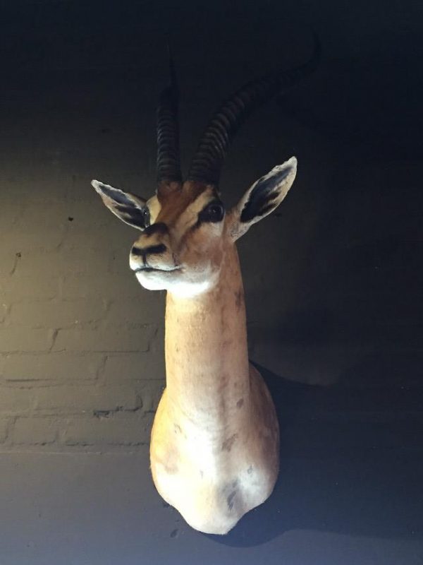 Grand Gazelle head