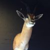 Grand Gazelle head