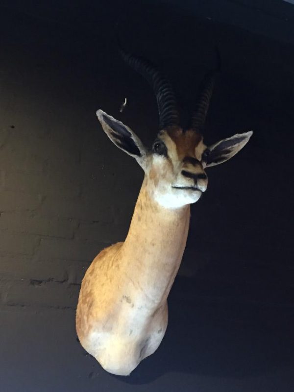 Grand Gazelle head