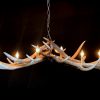 Heavy antler chandelier  with 6-lights and 2 spots.