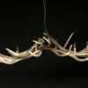 Chandelier red deer antlers, 6 lights