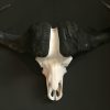 Very heavy skull of a cape buffalo